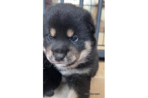 成約済の静岡県の柴犬-242773の1枚目